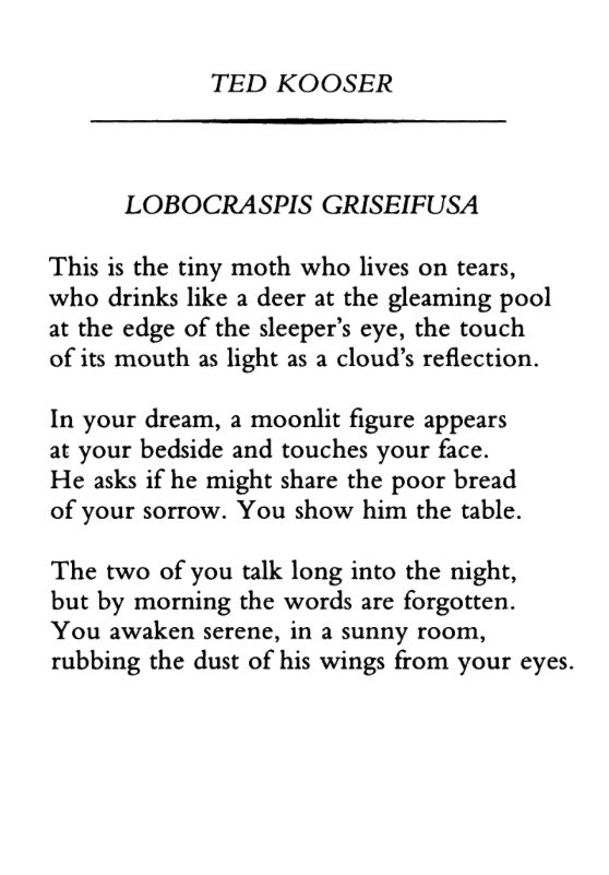 Happy Birthday to Ted Kooser. Here s Lobocraspis Griseifusa , for day 25 of National Poetry Month, 2020. 