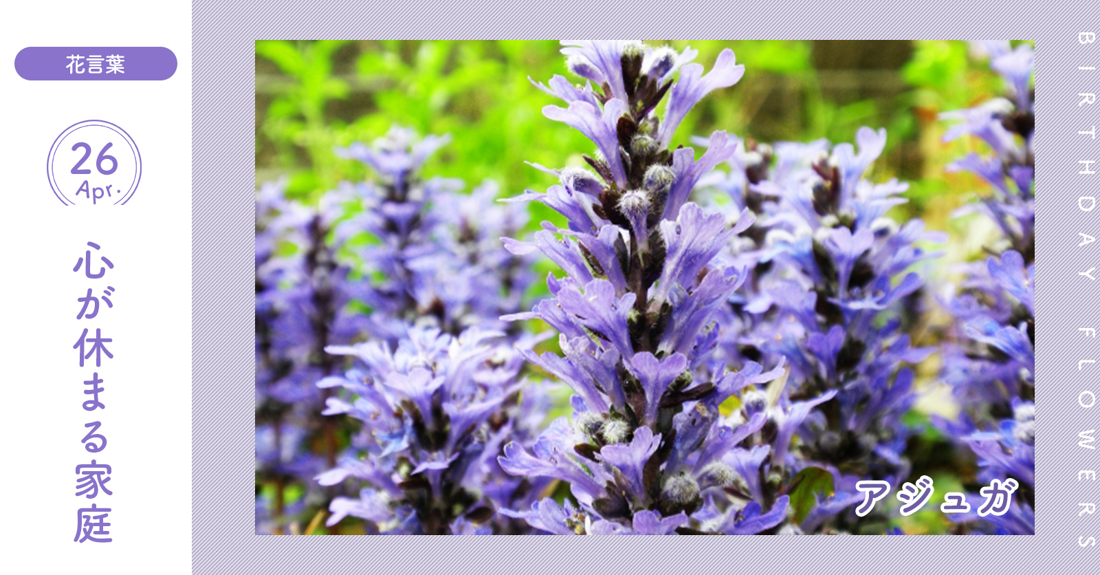 花キューピット I879 Com 公式 4月26日の誕生花 アジュガ お誕生日おめでとう 花言葉 は 心が休まる家庭 青紫の小さな花を沢山つけて目を楽しませてくれます あなたはこんな人 豊かさや安定を求めるタイプ 同じ誕生日の有名人 竹内涼真 花キューピット I879 Com 公式 4月26日の誕生花 アジュガ お誕生日おめでとう 花言葉 は 心が休まる家庭 青紫の小さな花を沢山つけて目を楽しませてくれます あなたはこんな人 豊かさや安定を求めるタイプ 同じ誕生日の有名人 竹内涼真