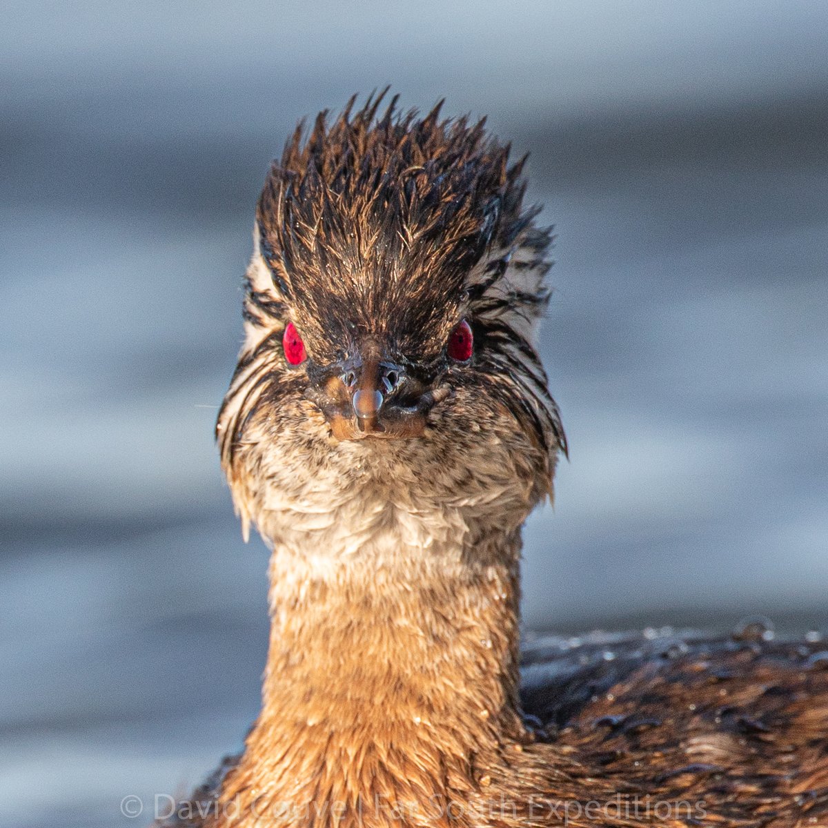 FarSouthExp's tweet photo. Pimpollo | Rollandia Rolland | White-tufted Grebe 
Magellan Strait, Patagonia
Photo by ©David Couve | Far South Exp

@farsouthexpeditions #farsouthexp #photooftheday  #birding #birds #nature #wildlife #birdlovers #birdsofchile #birdphotography #wildlifephotography #grebe https://t.co/DuO41EiCsw