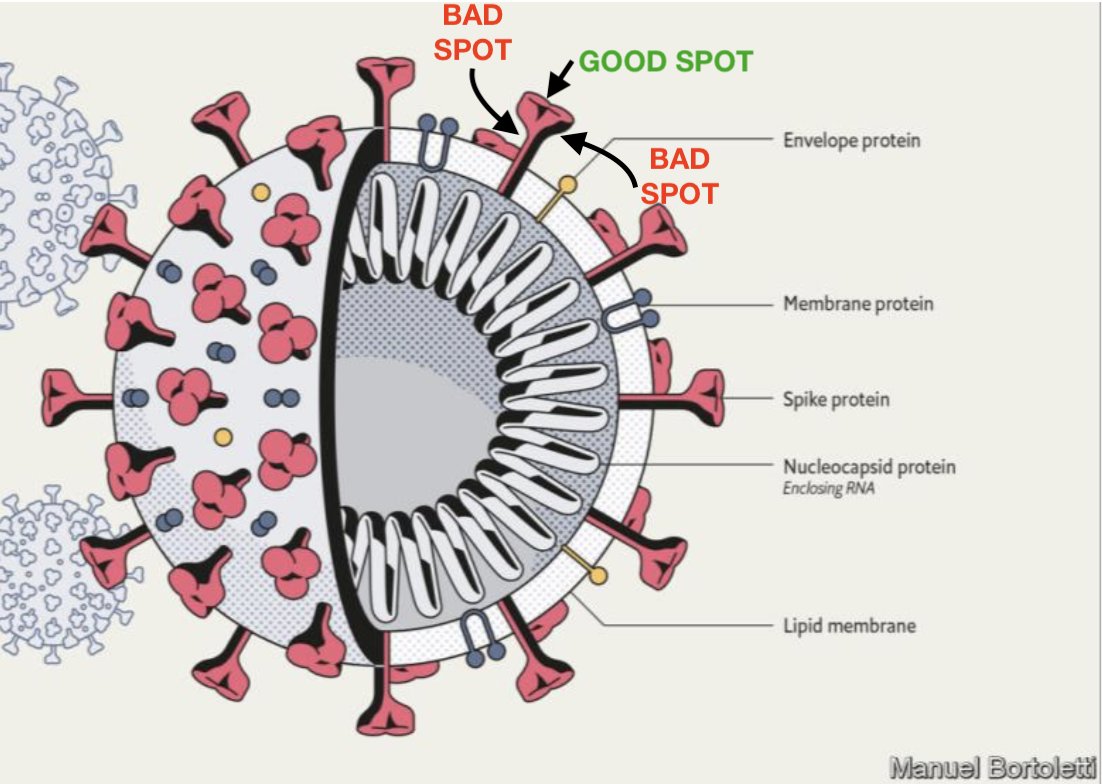 Коронавирус способы. Структура вируса SARS cov. Коронавирус структура SARS-cov-2. SARS-cov-2 строение. Строение вируса SARS-cov-2.