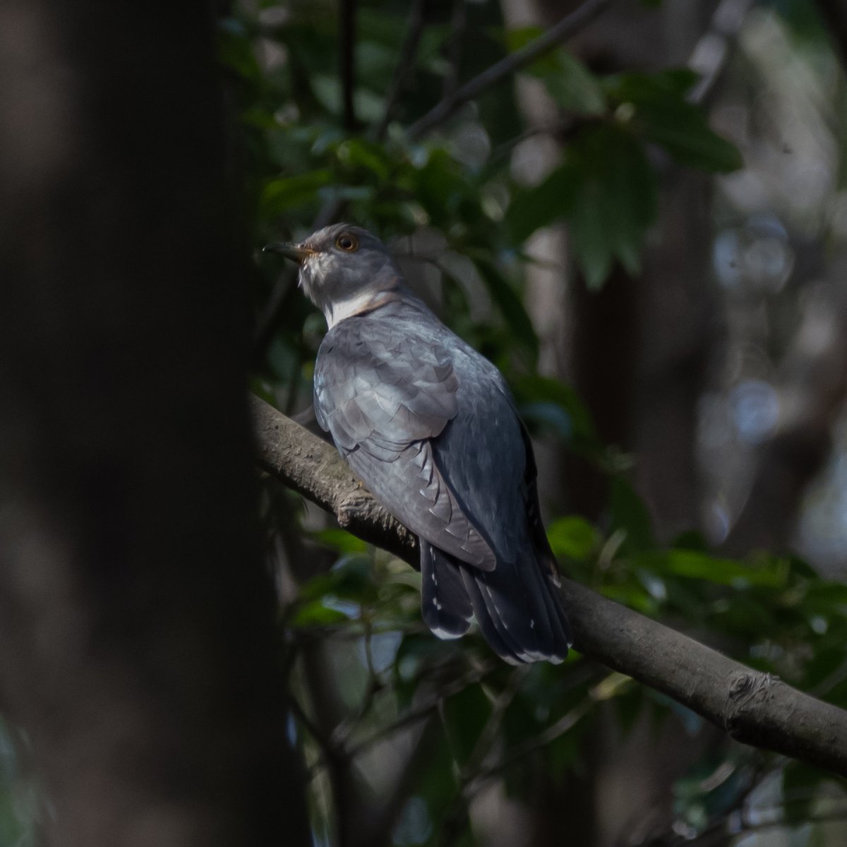 ぱんだまんち 謎の鳥 初めてみましがた名前がわかりません ご存じの方 ご教示くださいませ 大きさは鳩より小さいぐらい 尾に模様があります 三保市民の森