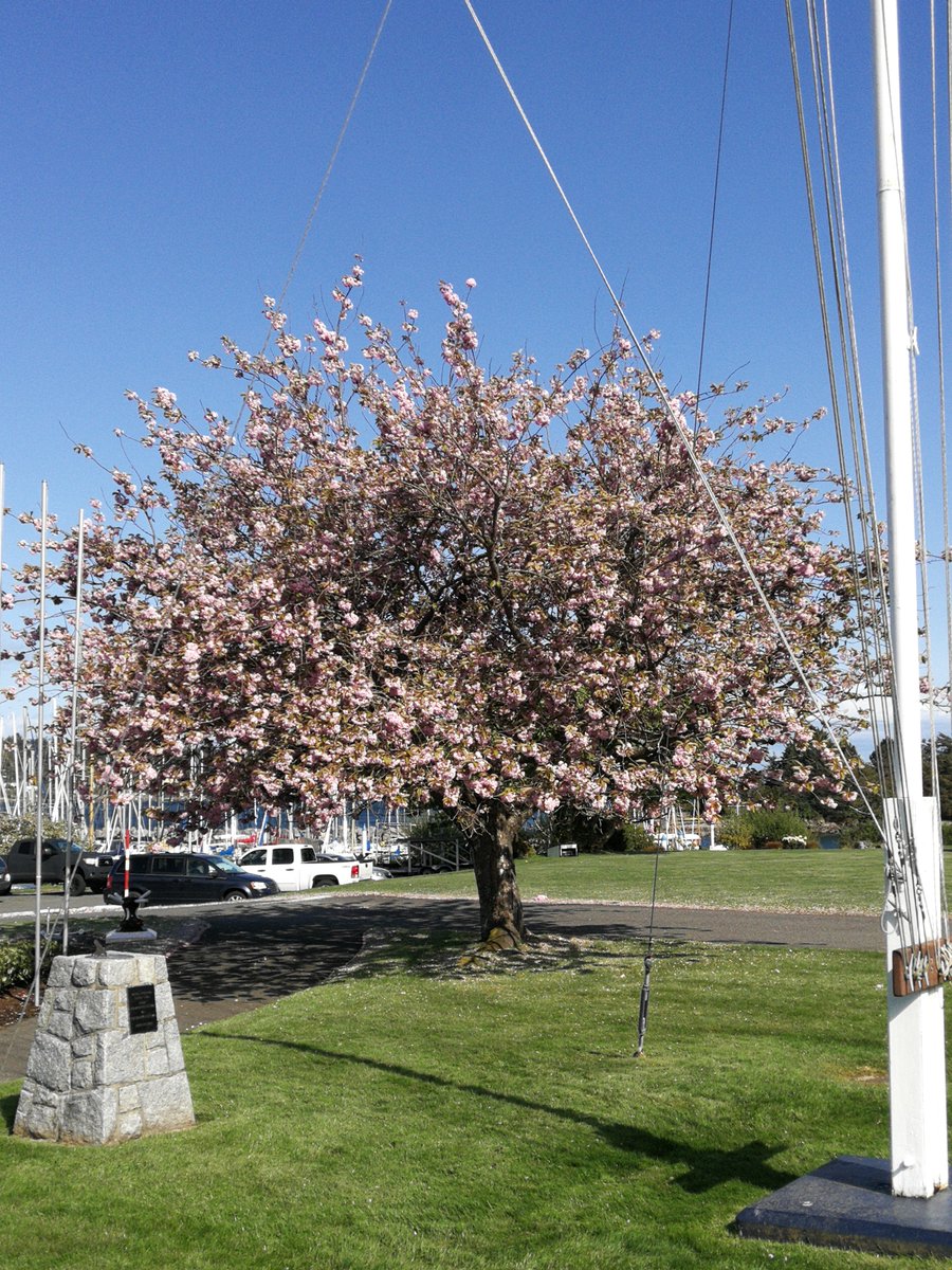 Royal Victoria YC tweet media