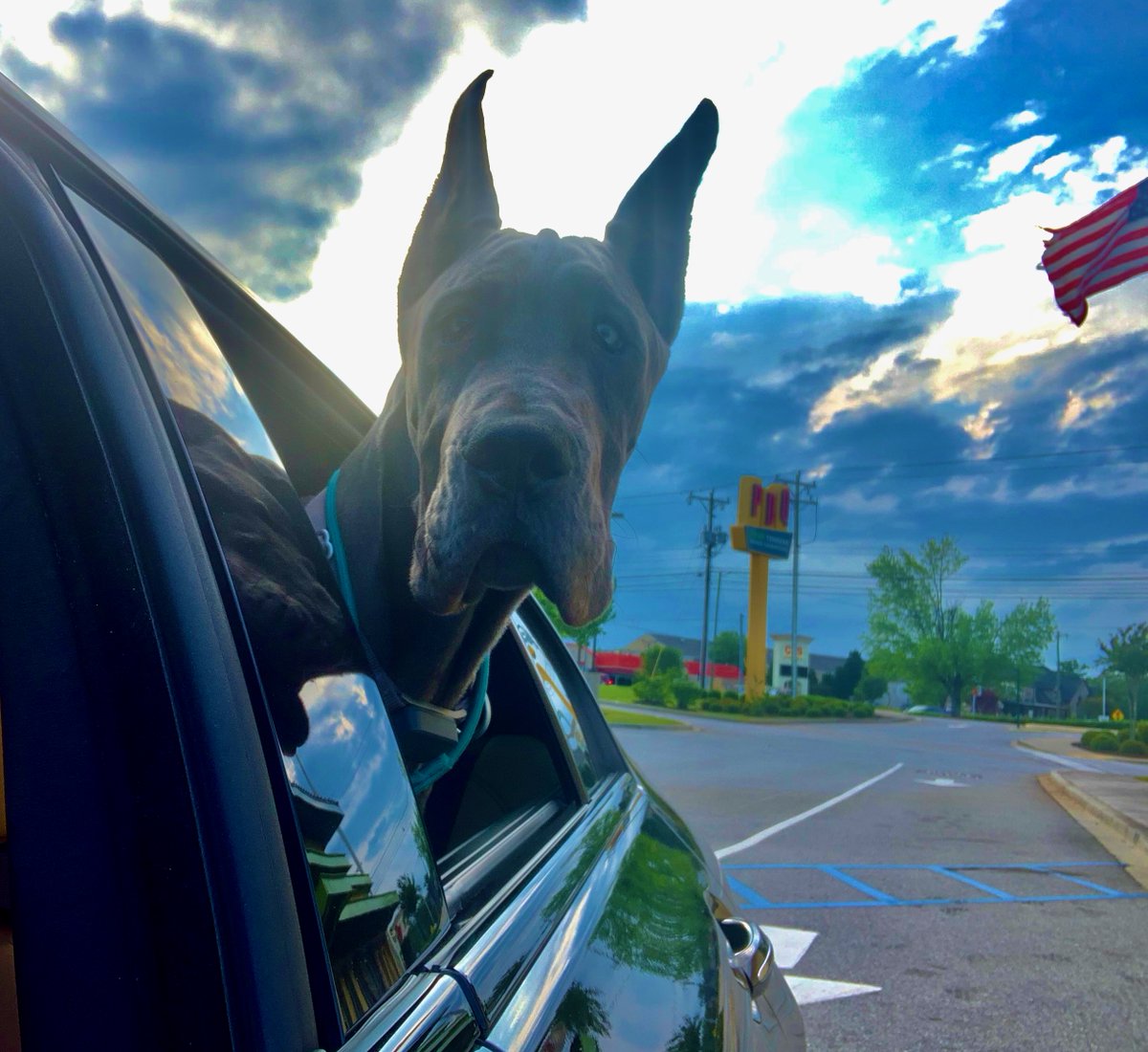 Gabriel ready for dinner and ordering his meal.  #GREATDANE #LOVEMYDOG