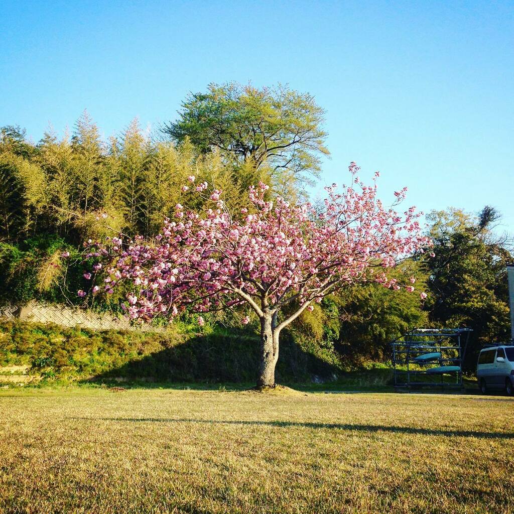 kuroro0319's tweet photo. 東郷湖畔のあやめ池公園で桜(?)を見ました
人もいないし、美しく、静かな自然を楽しめるは素晴らしいです(^^)
#鳥取 #湯梨浜 #あやめ池公園 #自然 #東郷湖 #桜 #花 #tottori #yurihama #togolake #sakura #walking #共有 #park https://t.co/DoPJWKLpj3 https://t.co/TtA0Od4KBM