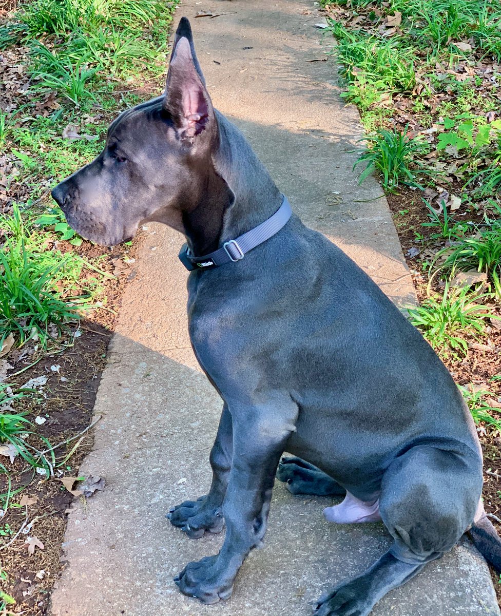 Adding a new family member... Gabriel "My Guardian Angel"