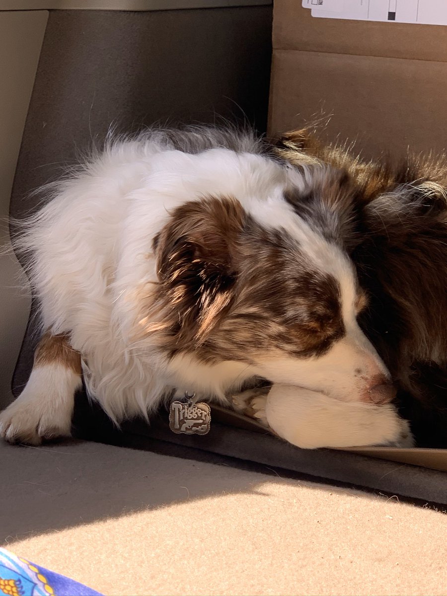 ShawnaWagley's tweet photo. @PascoSheriff And this is Trigger, sleeping thru drive in church at Easter! He goes everywhere his momma goes, even to the office 💗 https://t.co/ovkK5lUx54