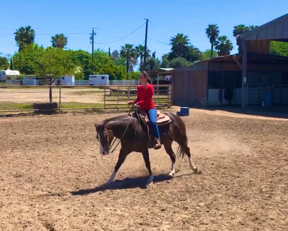 __alexissteele's tweet photo. So I’ve said it a million times but let me say it again... I love this horse like my own and I’m so blessed to be a part of her journey. 🌟🎶 #MissMusicalCharlie #ApHC #FSEQ https://t.co/Io9zI1QPGd