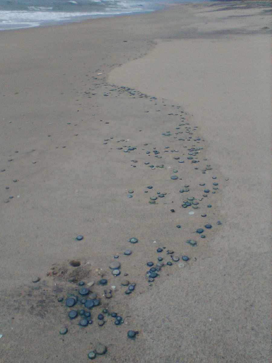 SoumyaMarineWL's tweet photo. @AnkitKumar_IFS They normally wash ashore in summer season but thousand numbers of #BlueButtons are found here after 2016. https://t.co/KpVTSRqF1l