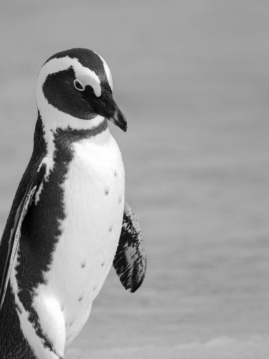 qikipedia's tweet photo. The Chinese word for penguin (企鵝) translate literally as "upright goose". https://t.co/T552y4qQQT
