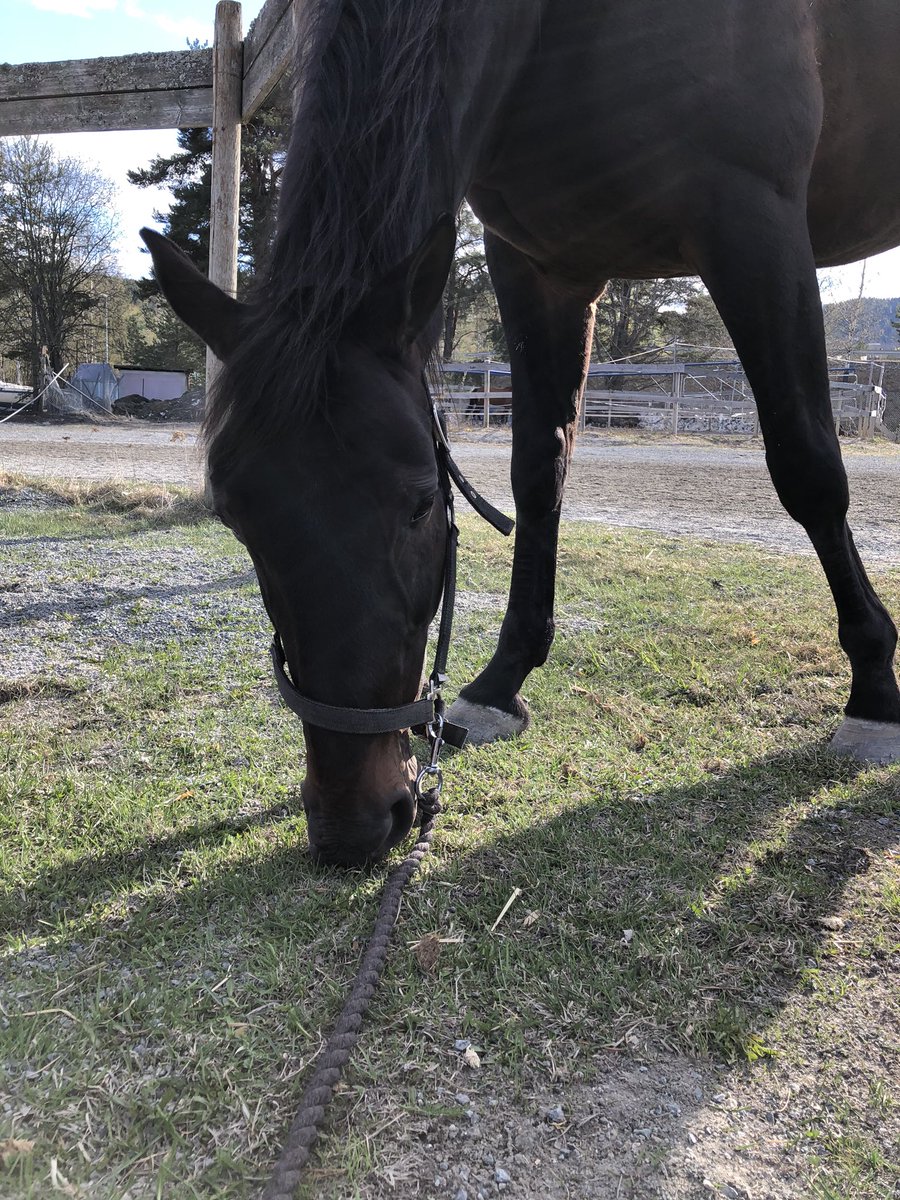 kar0linesveen's tweet photo. Er ikke så lett for Roadbroker å ikke være førsteprioritert om dagen😅 Må smiske litt 😘 https://t.co/jO41kQ5Pwb
