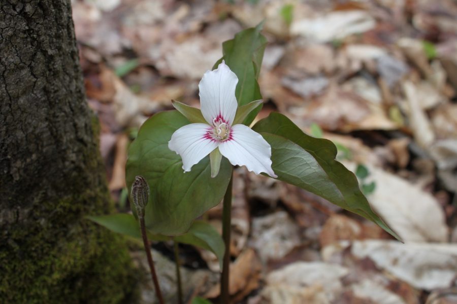 OntarioParks's tweet photo. Did you know there are 5 native species of trilliums found in Ontario? https://t.co/8E79Nh8ZOB https://t.co/486MXanDe0
