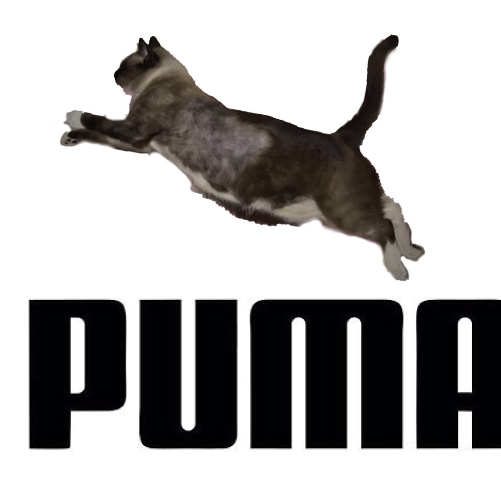 My Fat Cat Trying To Look Like Puma Logo 9GAG | atelier-yuwa.ciao.jp