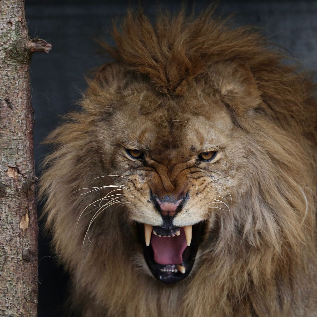 fourpawsAU's tweet photo. Magnificent! Ivan-Asen shows his tough side at our Felida Big Cat Centre 

📸 © FOUR PAWS | Jeanine Noordermeer https://t.co/YWFMQAW9TE