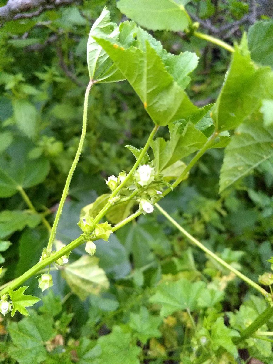 laplantgenetics's tweet photo. #Cheeseweed One has whitish blue flowers, the other has pinkish flowers. Are these two different subspecies? Have I accidentally started selection for flower color in my weeds? @LynnSosnoskie https://t.co/uPLeQFTsg5