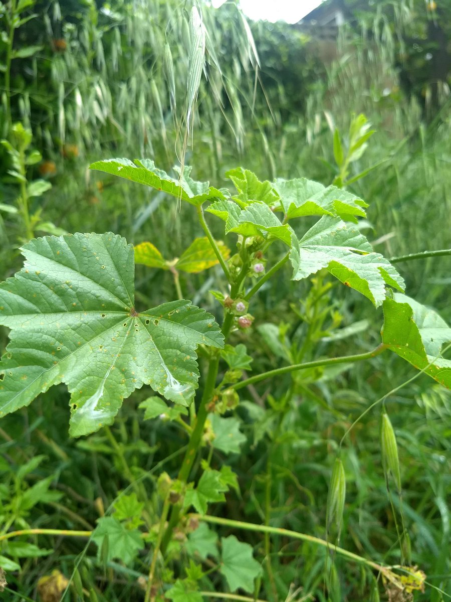 laplantgenetics's tweet photo. #Cheeseweed One has whitish blue flowers, the other has pinkish flowers. Are these two different subspecies? Have I accidentally started selection for flower color in my weeds? @LynnSosnoskie https://t.co/uPLeQFTsg5