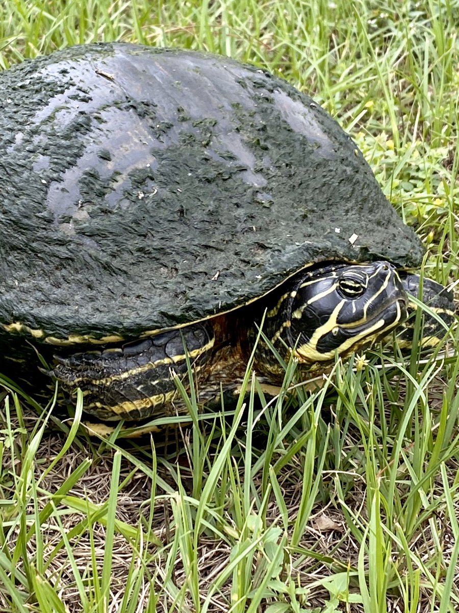 dolbyl's tweet photo. An afternoon stroll and a visit from a resident #easternpaintedturtle that quickly made it to the nearest retention pond. #OptOutside #walkforexercise #clouds #hikefl #hikeflorida #Saturday #walkforhealth #walking https://t.co/gzmxEZx0RZ