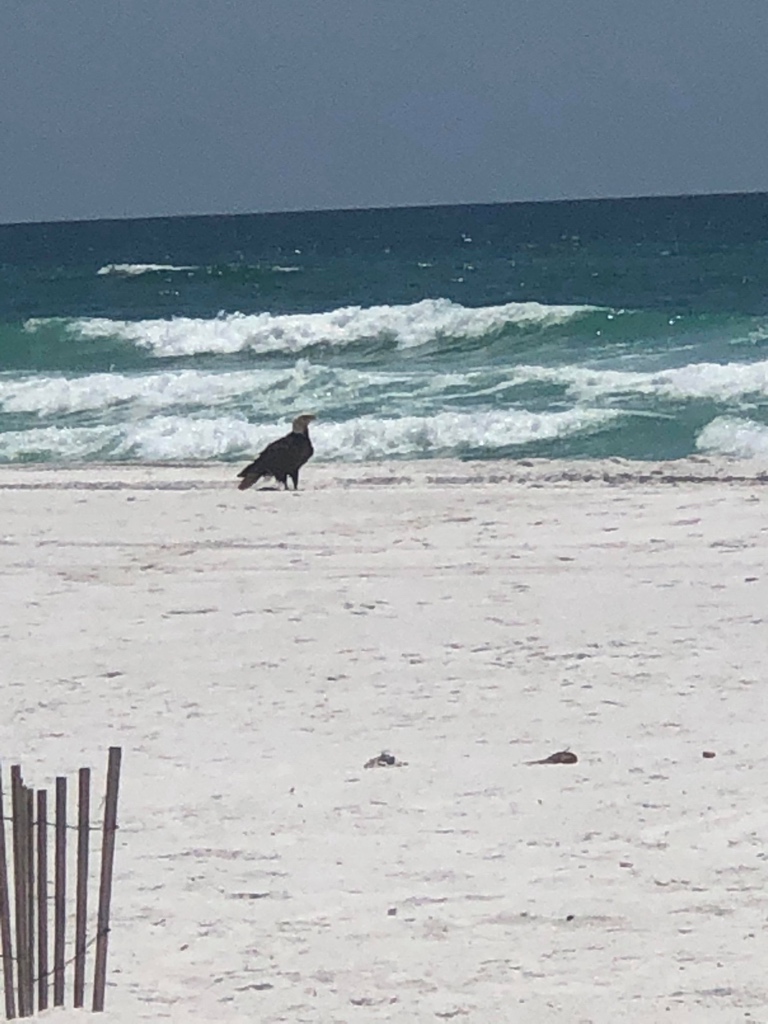 spann's tweet photo. Bald eagle spotted on the beach today at Destin… Photo from Lisa Whitten https://t.co/EUwvOIMc1Q