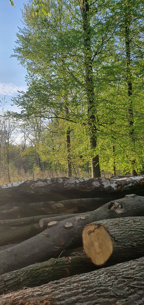 Aifumi's tweet photo. Meet the boiii.  I wanted to give that spring morning vibe, but ended up with sunset. I don't necessarily think it's bad, but I will make sure to do the morning woods shot within trees soon as well! 😷
I got inspired by my workout walks in nearby forest and photos I took. https://t.co/QlyDa8pUY8