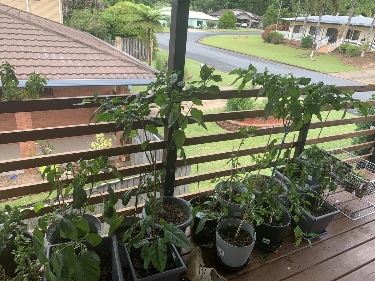 MrJonRoberts's tweet photo. @mattoman71 This is what I like about the tropics - chillies grow well - not quite what I had in Perth but getting there - the big plants are reapers - but I have mild ones for family too. I had 19 types in Perth- up to 10 now - but running out of space. https://t.co/YTIO6Y2QrM