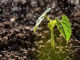 sindy_cast's tweet photo. What is it 
to experience those #first #rains 
at the end of a seemingly endless #dry season, 
tumultuous $thunderstorms, 
the smell of #life-giving water #droplets falling on the warm, parched ground?
 
#BookQuotes
#ToTheWild
Michael Parfitt @lifefromstone3 
 
#StayHomeReading https://t.co/XSXjuo4CHM