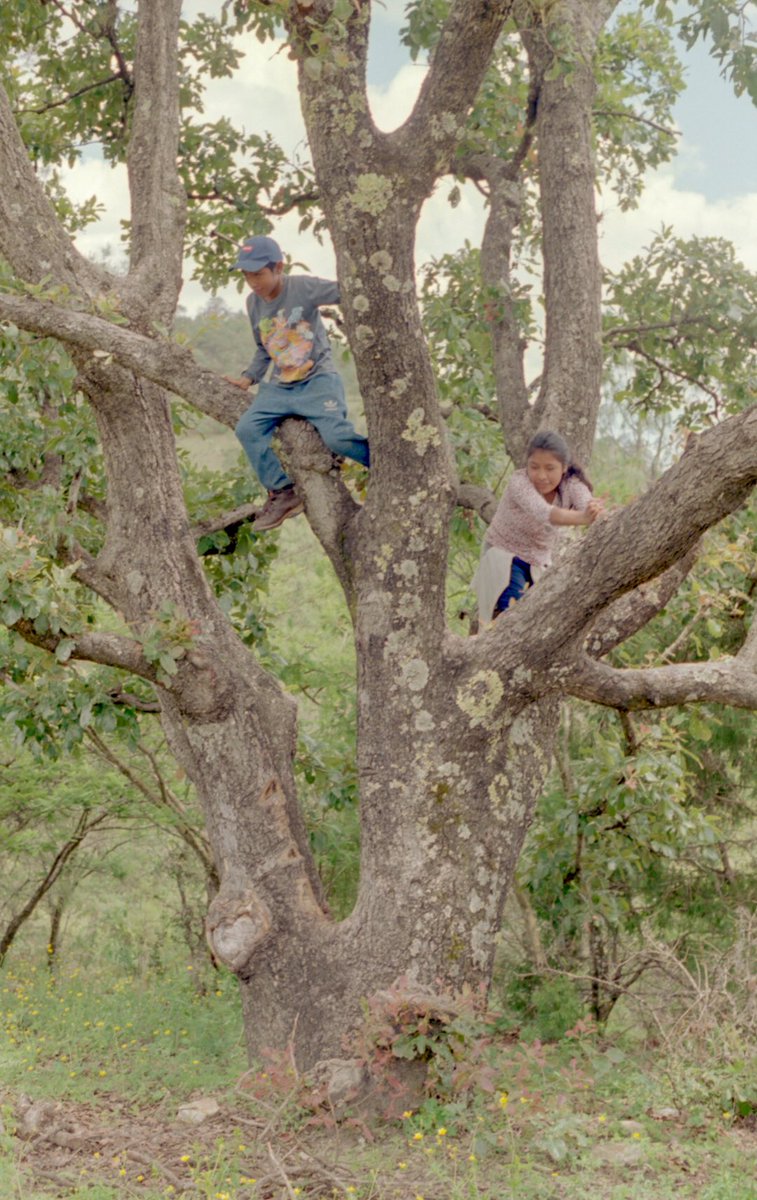 jovany_sj's tweet image. One of my favorite photographs from Mexico. My family tells me this was my mother’s favorite tree to play on as a kid. #Filmprocess #photography #filmphotography #filmisnotdead #kodak #pentax  #colorfilm #bwfilm @kodak #oaxaca #mexico