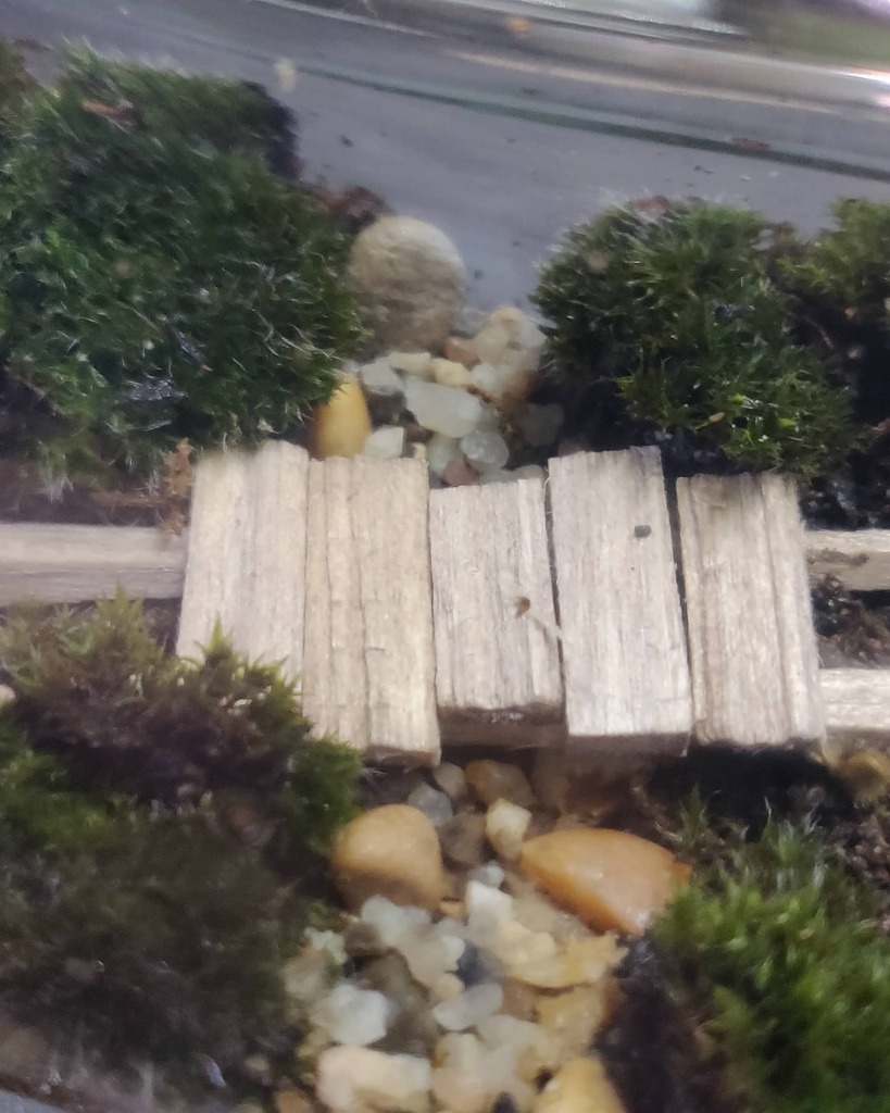 howstevesees's tweet photo. One tiny bridge installation complete.
#terrariumbuilding #tinybridge https://t.co/ggNKK27sqx https://t.co/RM76XRKiRh