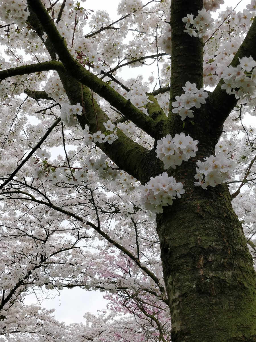 Mooi #nature in the #city #blossoms #tree #blossomtree #spring #picture #photography #lente #beautiful