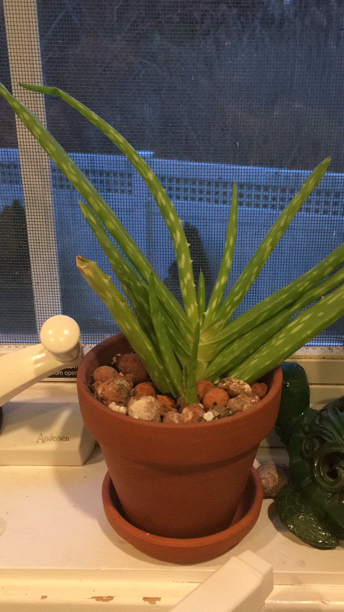 elizaowensmith's tweet photo. activity 47, my aloe is thriving :) @GC_Counseling #ghh20 #gamblescramble https://t.co/XdCBNz41To