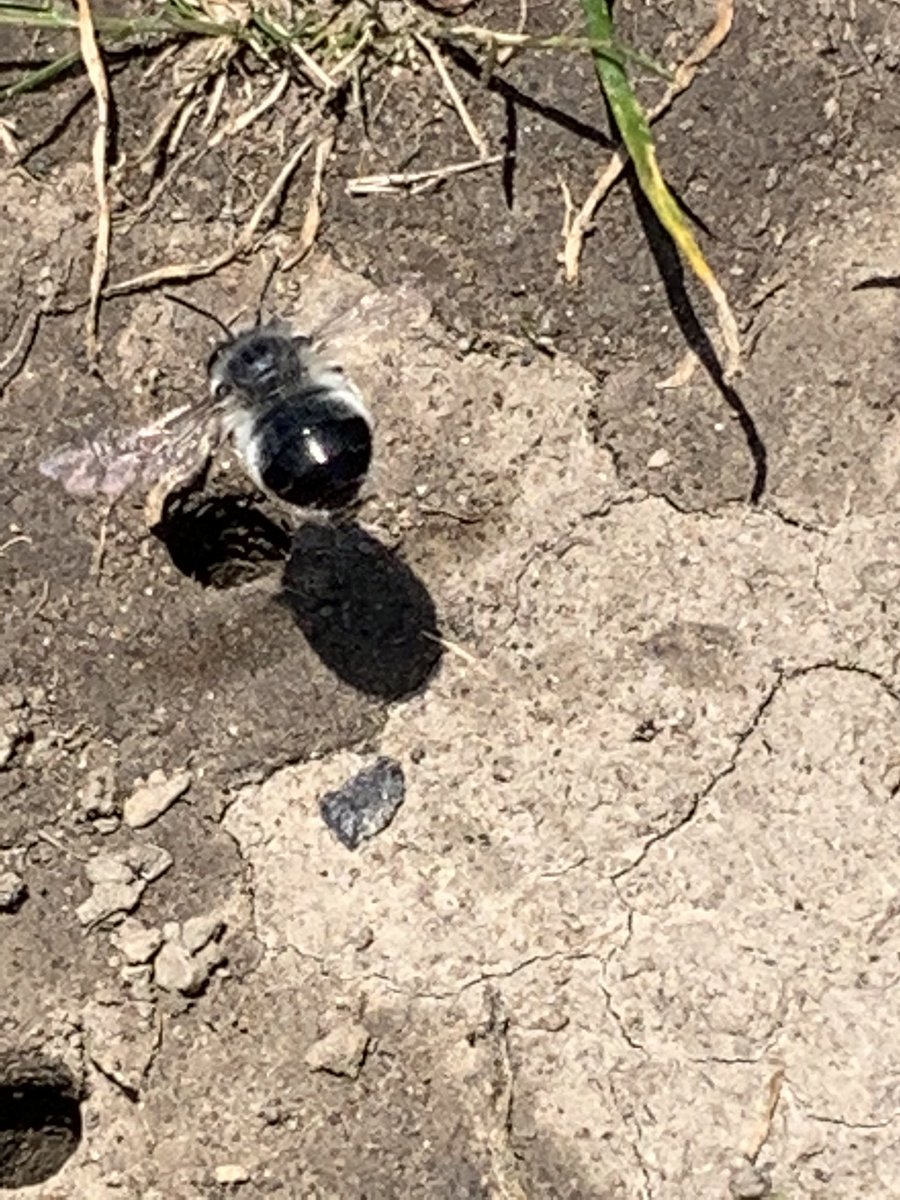 #BugsOutsideYourDoor digger bees down the road! #westcoast #yyj