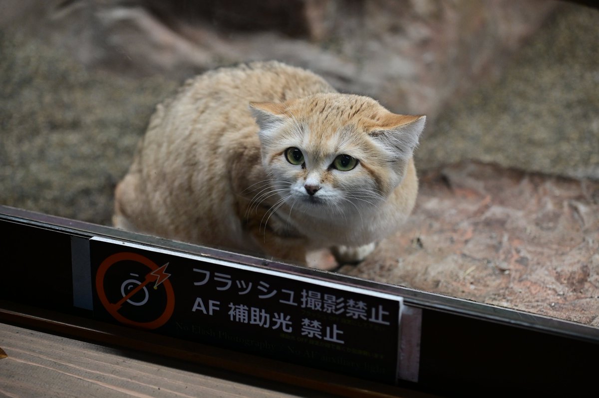 Sunaneko Sunaneko
