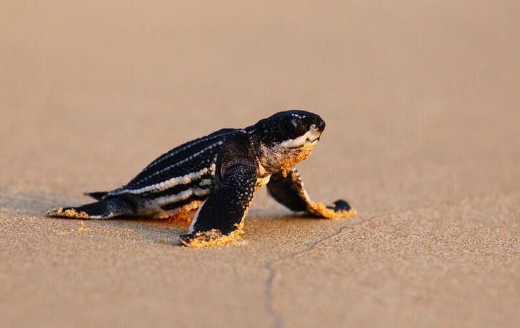 wef's tweet photo. Travel restrictions in Thailand enable rare turtle to build a record number of nests https://t.co/3VWNyWCRY9 #covid19 #thailand https://t.co/Xr5oYS7yWa