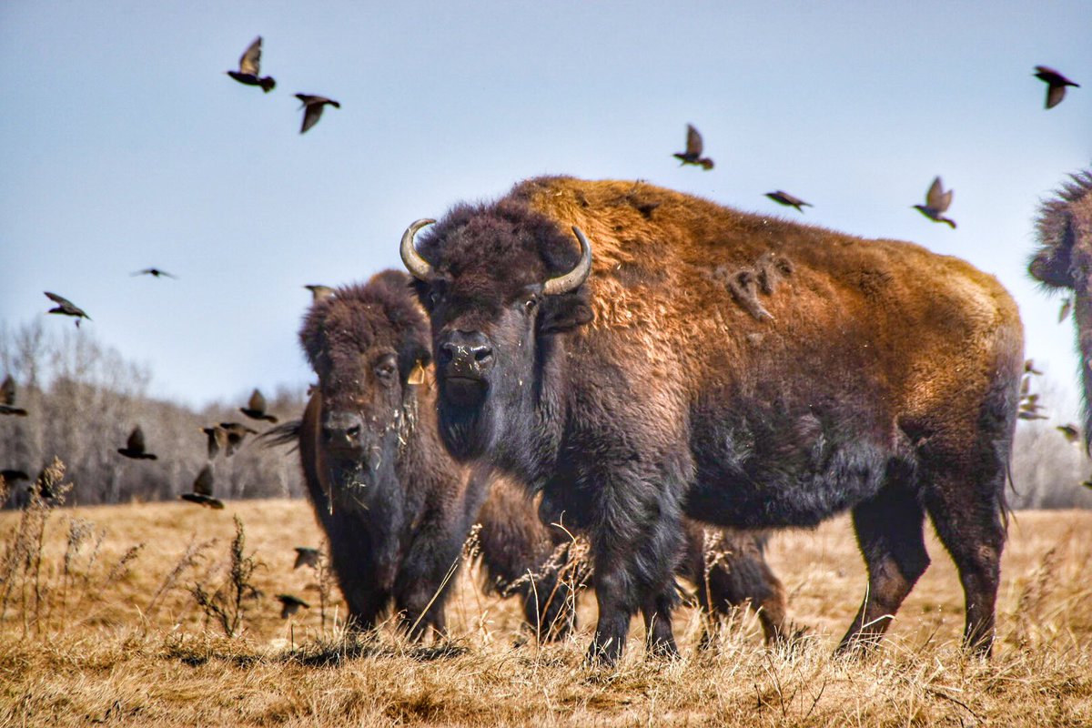 Coffee_Baileys's tweet photo. Where the wild things roam. #alberta #bison https://t.co/pK9cfrCKA0