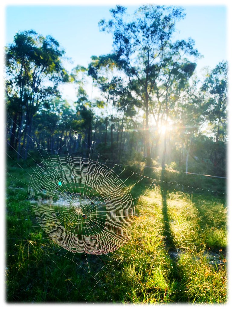markconaghan's tweet photo. Sun is rising, spiders are building. https://t.co/vUMNnTLogc