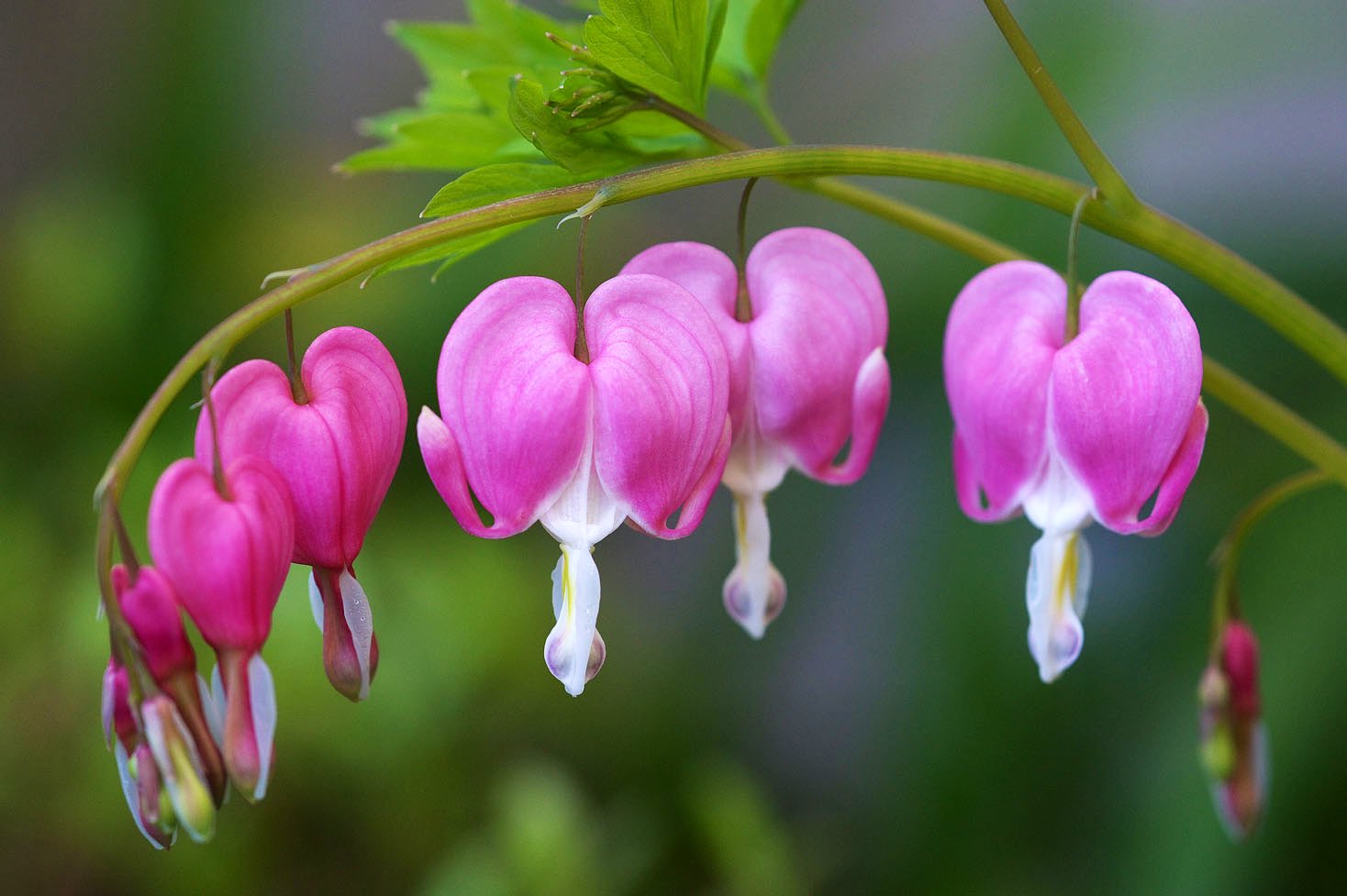 もも בטוויטר おはようございます 4 26誕生花 ケマンソウ 花言葉 流れにまかせて 別名タイツリソウ 花期4 6月 花 の中心の白い部分に昆虫が触れると両方に開き なかからシベが現れる珍しい性質を持つ山野草 花名のケマンは漢字で華鬘 華は仏教用語で花 鬘は