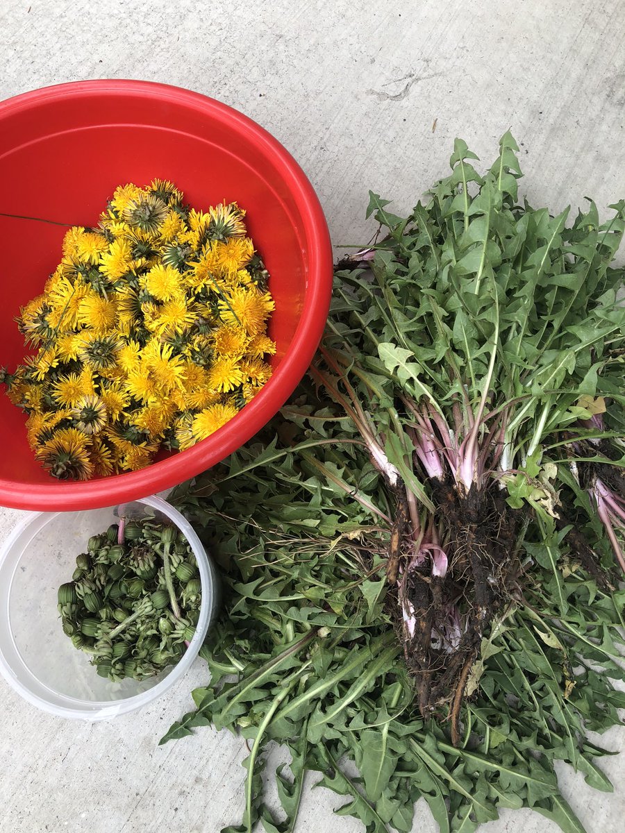 Decolonial Skillshare:Foraging dandelions from the yard and preparing them for use as food and medicine.A thread.