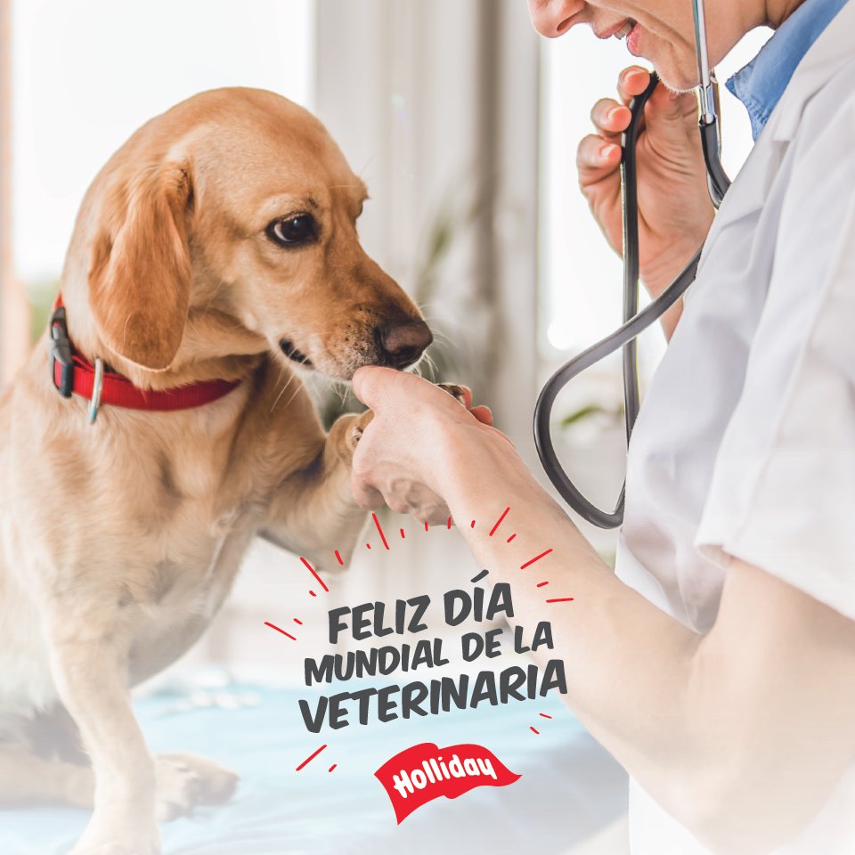 LabHolliday's tweet image. En el Día Mundial de la Veterinaria, saludamos a todos los que trabajan en el cuidado y bienestar de los animales.

¡Gracias por cuidar a nuestras mascotas todos los días!