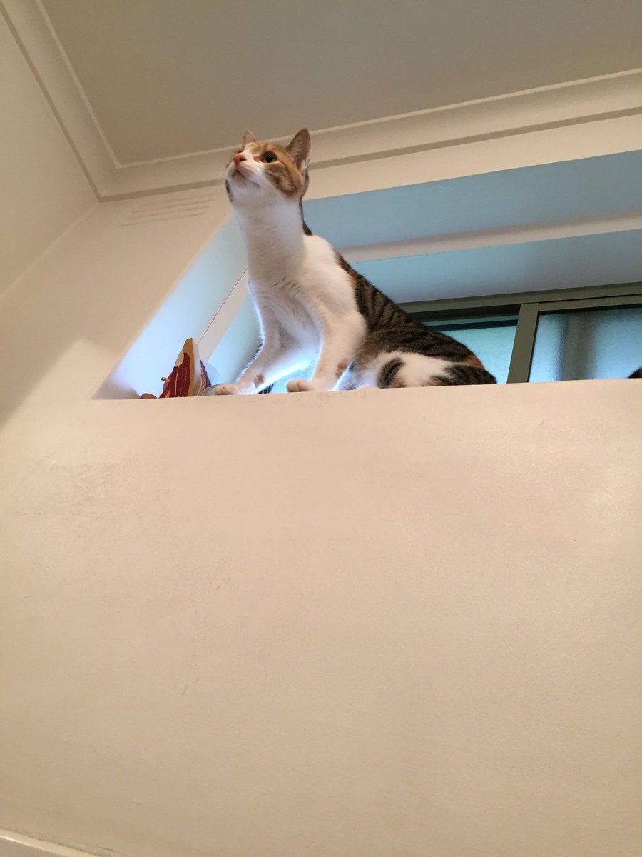 _Lutz's tweet photo. Toilet supervising is so much more confrontational here. https://t.co/gxNahEWY3S