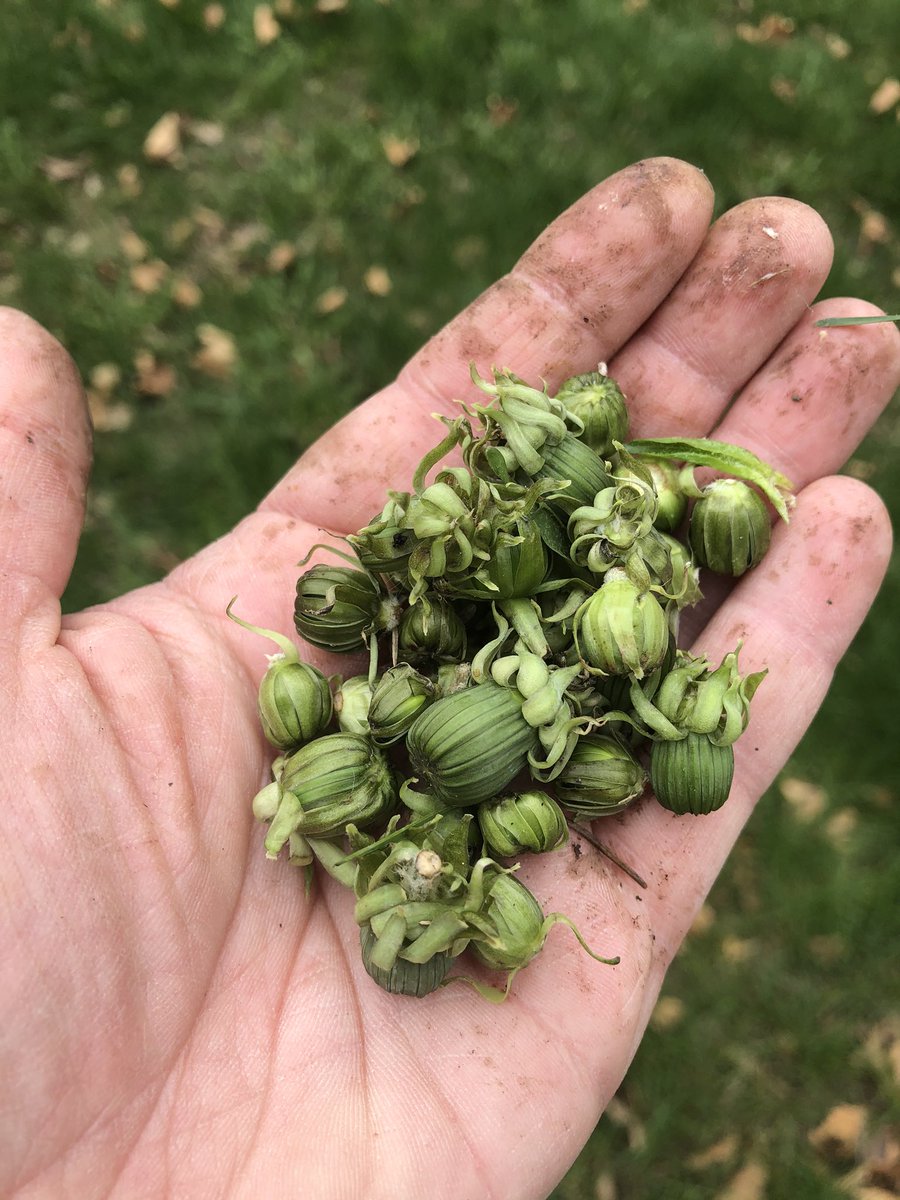 Today we foraged for “weeds” in our front yard before our annual mow. We don’t allow the dogs in the front yard and the fence prevents neighborhood dogs from “using” our yard as well.We also do not use any sprays or chemicals in our yard—hence the abundance of dandelions!