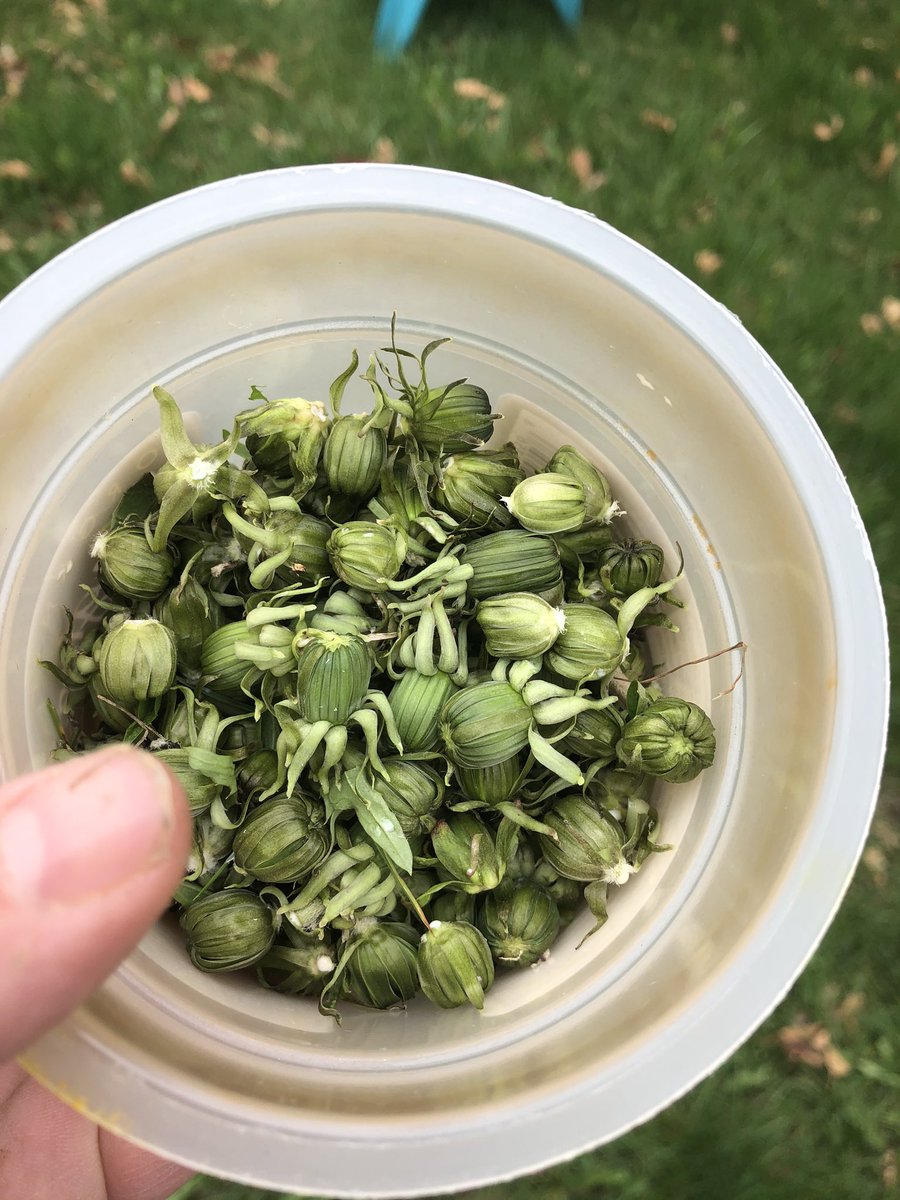 Did you know capers are really just tiny little flower buds? You can make capers from dandelion buds!