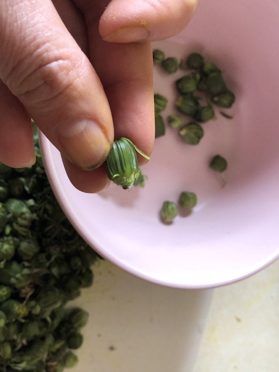 To prepare these capers, you just gotta clean their butts by pulling off the leafy bits on the bigger ones—but they won’t hurt you to eat.