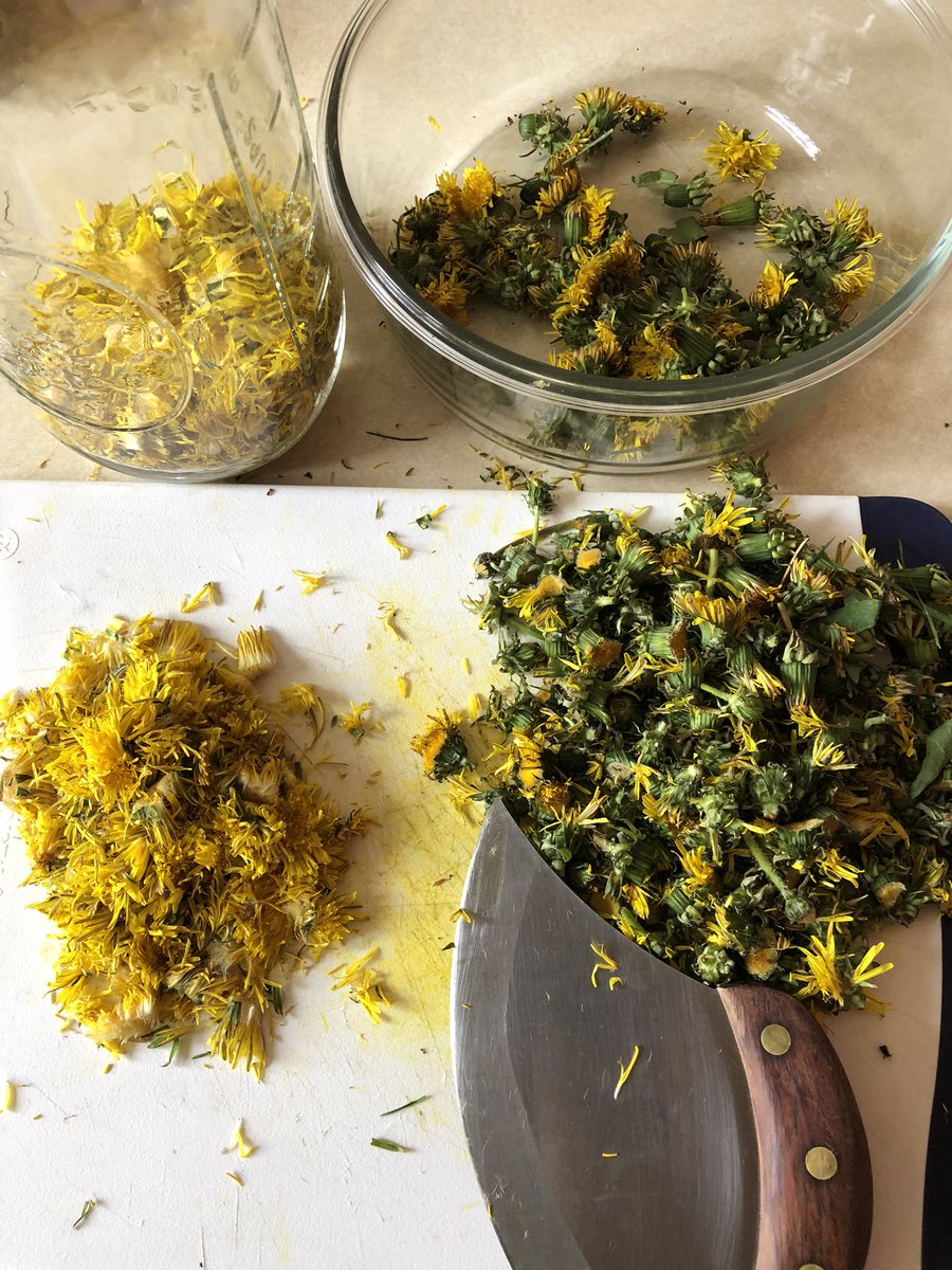 You might of noticed the large jar of dandelion “tea” in the background of the last set of images.This tea could be used as a base to make jelly or other things. All you do is cut the yellow petals off the flower. I added 4 cups of boiling water to 2 cups of petals.