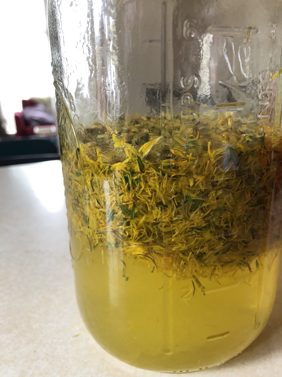 You might of noticed the large jar of dandelion “tea” in the background of the last set of images.This tea could be used as a base to make jelly or other things. All you do is cut the yellow petals off the flower. I added 4 cups of boiling water to 2 cups of petals.