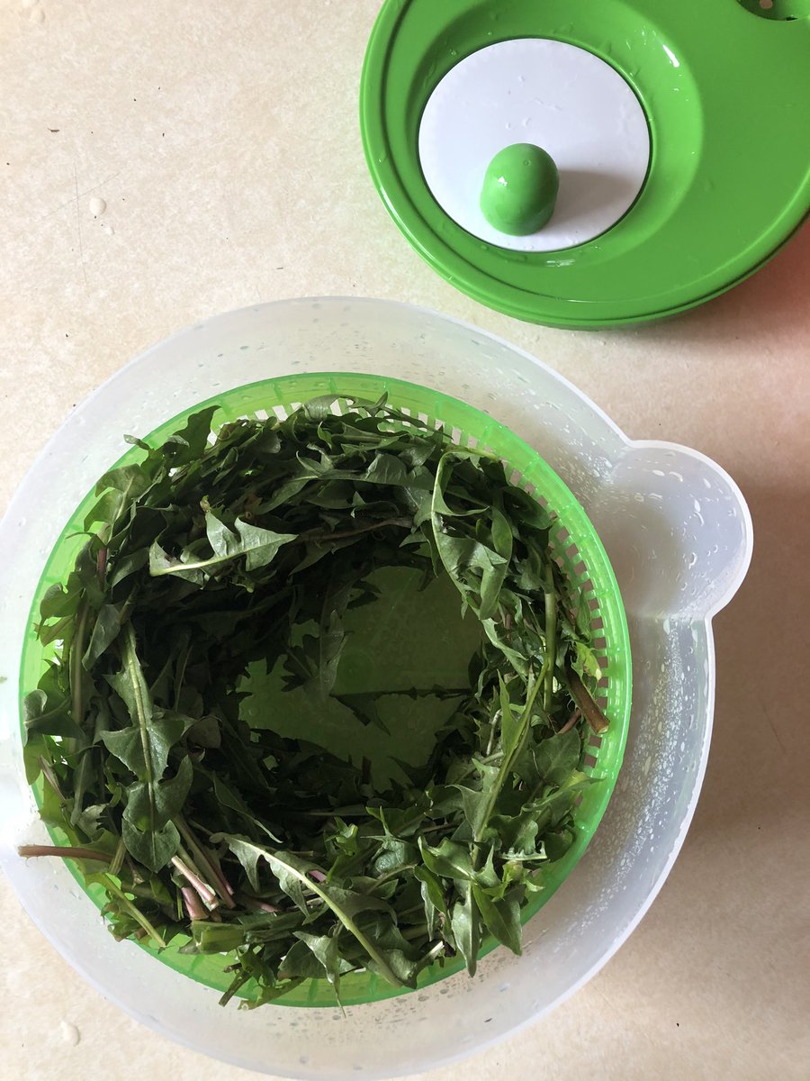 Dandelion greens are used in “spring” salad mixes. They’re a little bitter, but me likey.The first thing you gotta do is cut the roots from the green bunches. Then you clean the greens in water two times: with ends together for an initial rinse, then after trimmed.