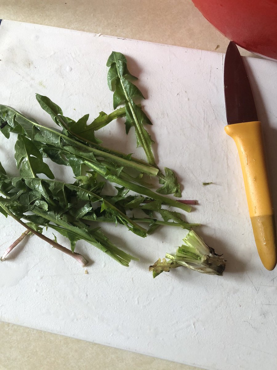 Dandelion greens are used in “spring” salad mixes. They’re a little bitter, but me likey.The first thing you gotta do is cut the roots from the green bunches. Then you clean the greens in water two times: with ends together for an initial rinse, then after trimmed.