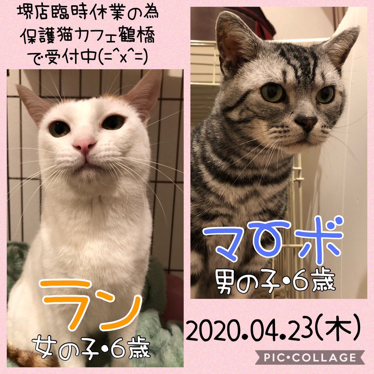 O Xrhsths 保護犬カフェ 堺店 Sto Twitter おはようございます 堺店は新型コロナ感染拡大の予防の為 05 06まで臨時休業の為 にゃんこ達は 保護猫カフェ鶴橋店へ で お問い合わせを受けております 現在 面会のお客様のみと 入場制限中 面会は事前にお