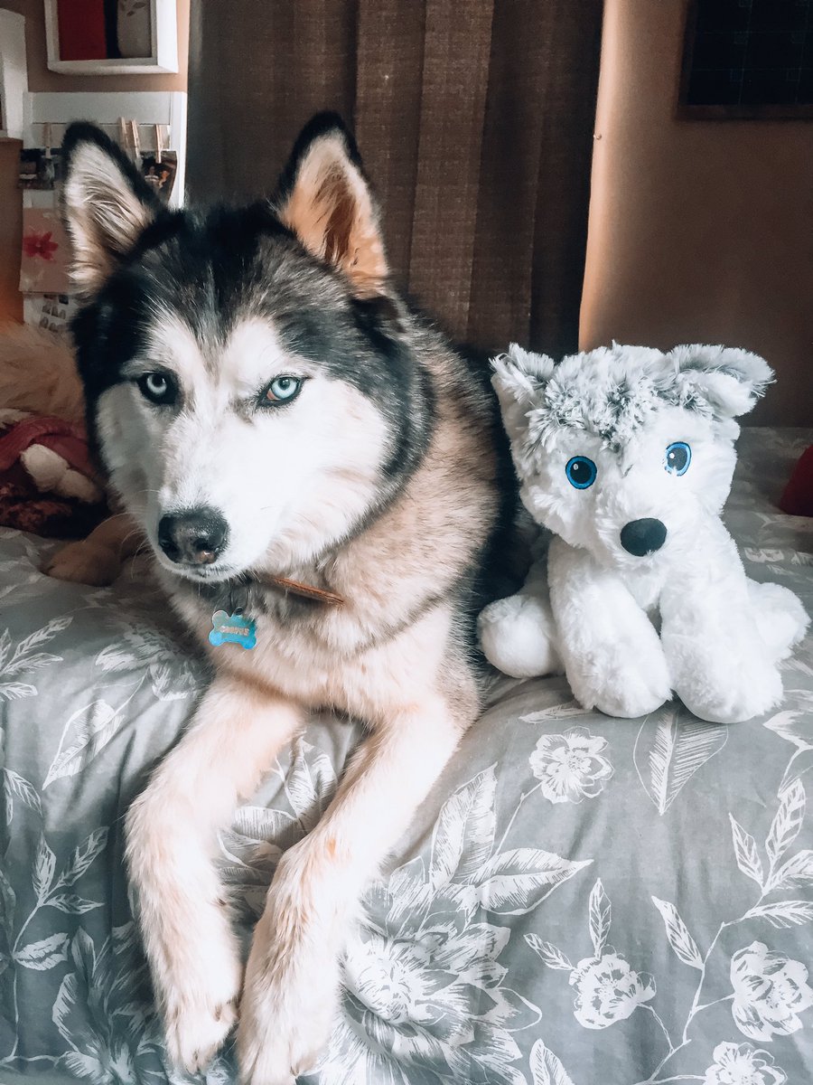 hrpannell's tweet photo. Look at my sweet boy and his new toy🥺💙🐶🧸 https://t.co/P5NDbnq2XI