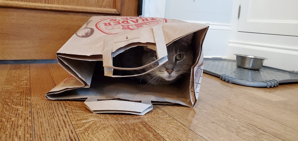 I meant to make this part of my last tweet of this thread. Here's my cat enjoying a paper bag. Of all the toys he can choose from, he finds joy in its simplicity.