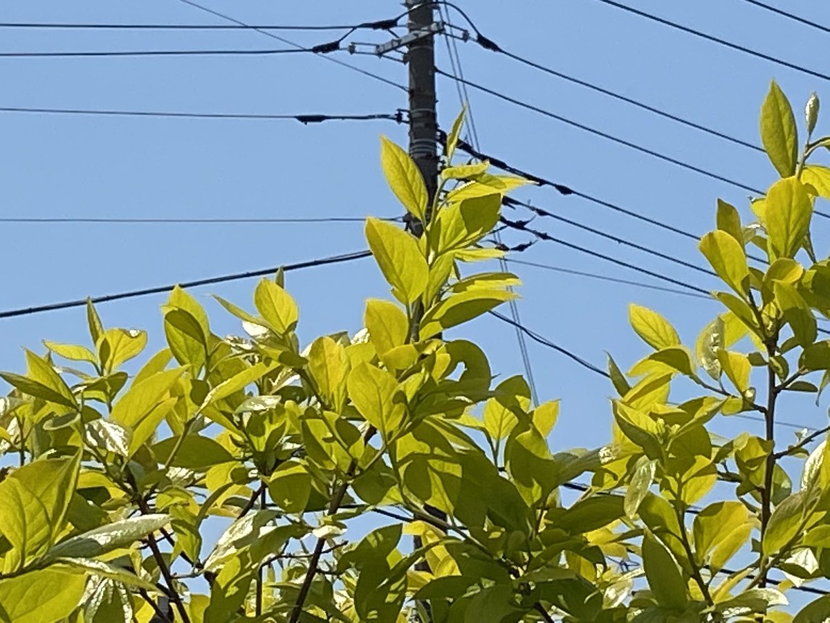 Srm6's tweet photo. 本日買い物兼ねて真っ昼間散歩☀️
遠くから見て黄色い花かと見まごうくらい若い葉っぱが鮮やかだったので🌳🌿
#goforwalk🚶🏻‍♂️ https://t.co/Ffyn0Lirdc
