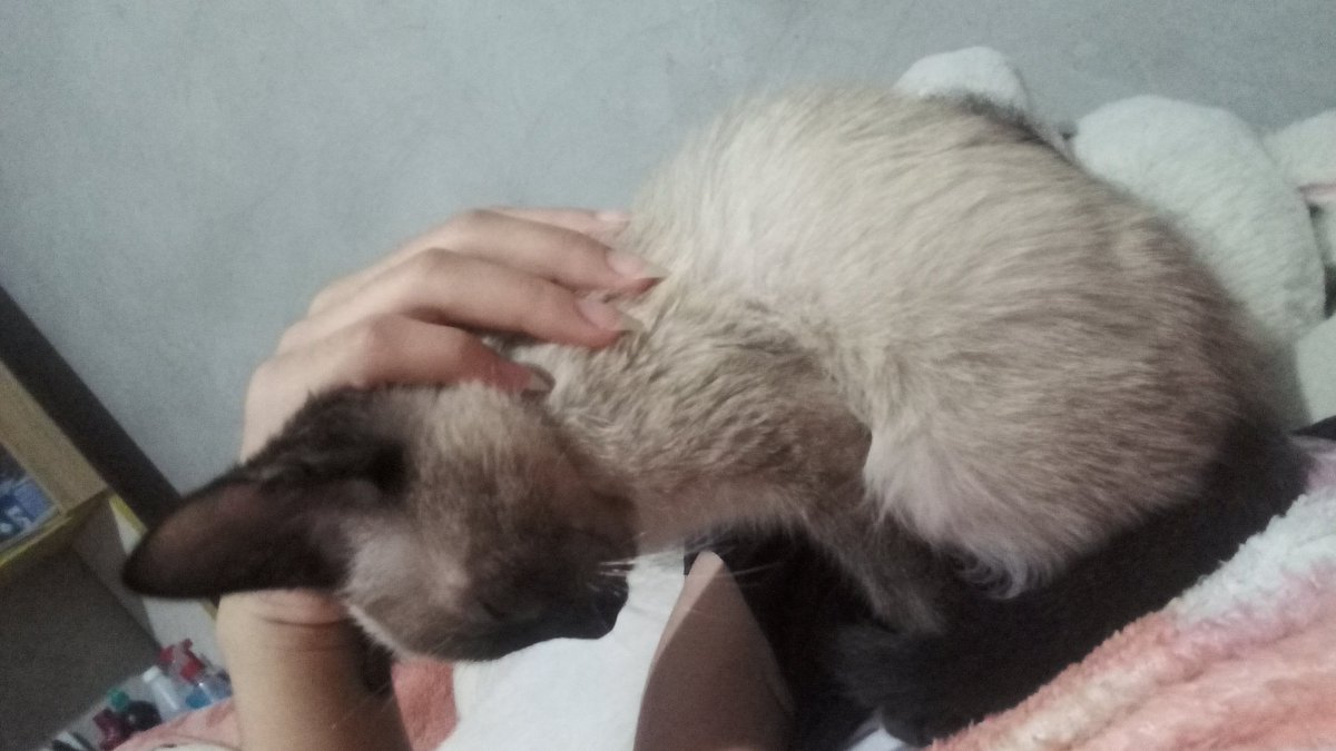 FancyBoris's tweet photo. New cat in the house. 
No more suffering, no more hunger. From now on, you gonna have a good life, kitten <3 https://t.co/jNFpV0KCzr