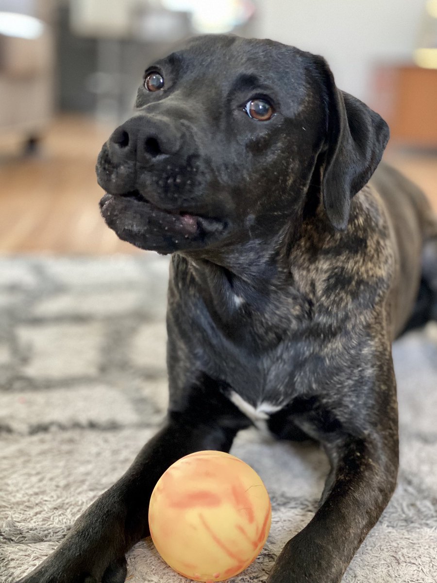 Lavishlyhers's tweet photo. #MyDayUsuallyIncludes throwing the dog his ball &amp; getting attitude when I stop! #DogCelebration #AdoptDontShop #dogsduringlockdown #dogsoftwitter https://t.co/JJBfem5Ar3